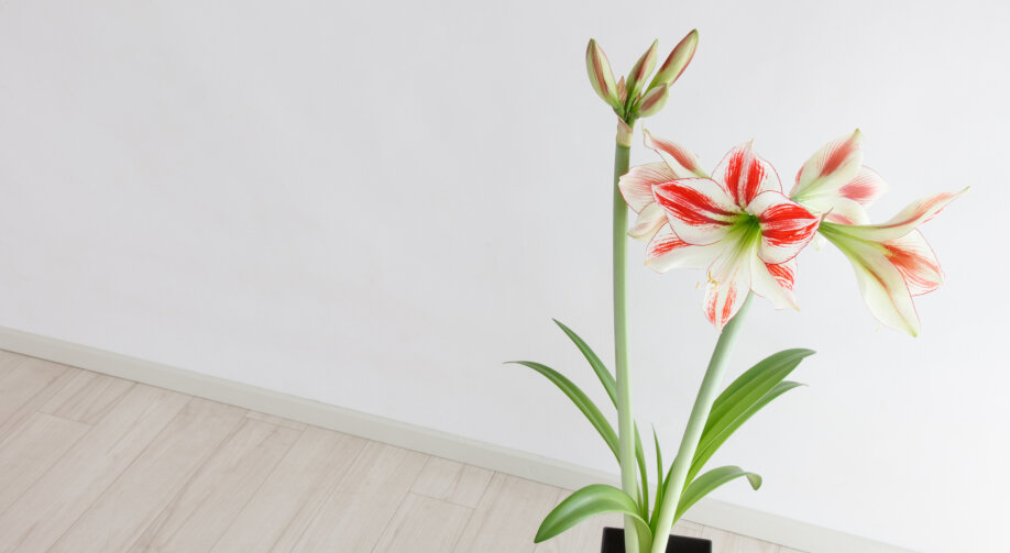 Amarylis w doniczce – jak uprawiać kwiat w domu? Pielęgnacja i podlewanie 
